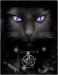 gen__vyr_2170DT153901-black-cat-poster